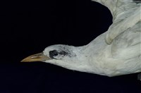 Red-tailed Tropic Bird Collection Image, Figure 11, Total 11 Figures